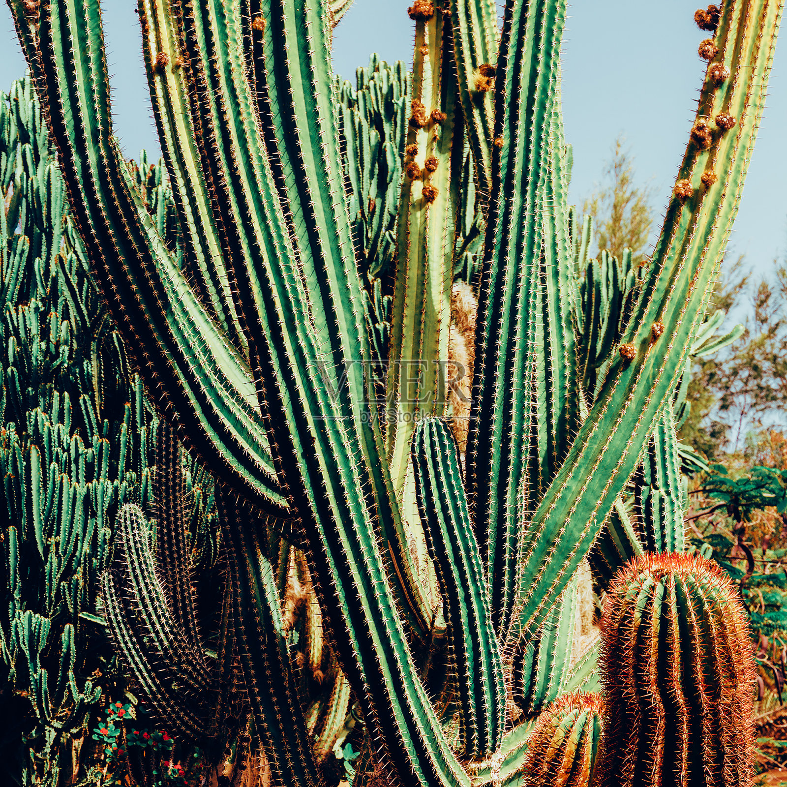 仙人掌热带的位置。旅行。加那利岛照片摄影图片