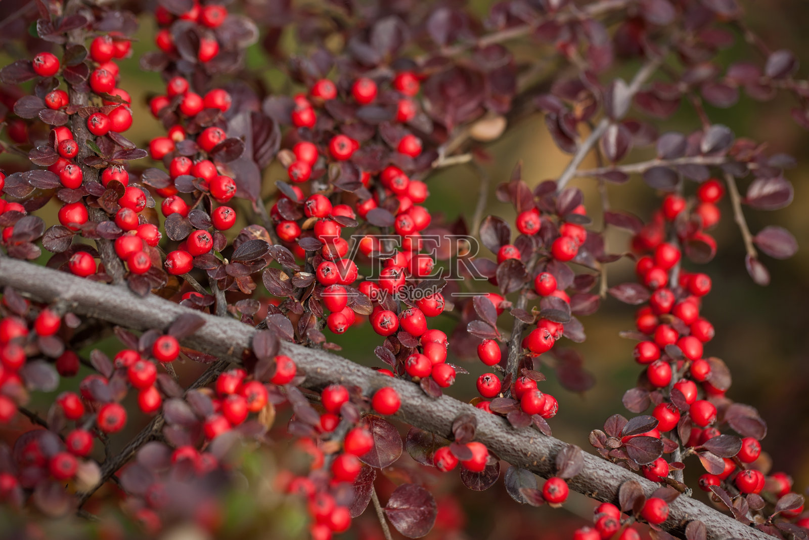 公园里鲜红的熊果浆果。照片摄影图片