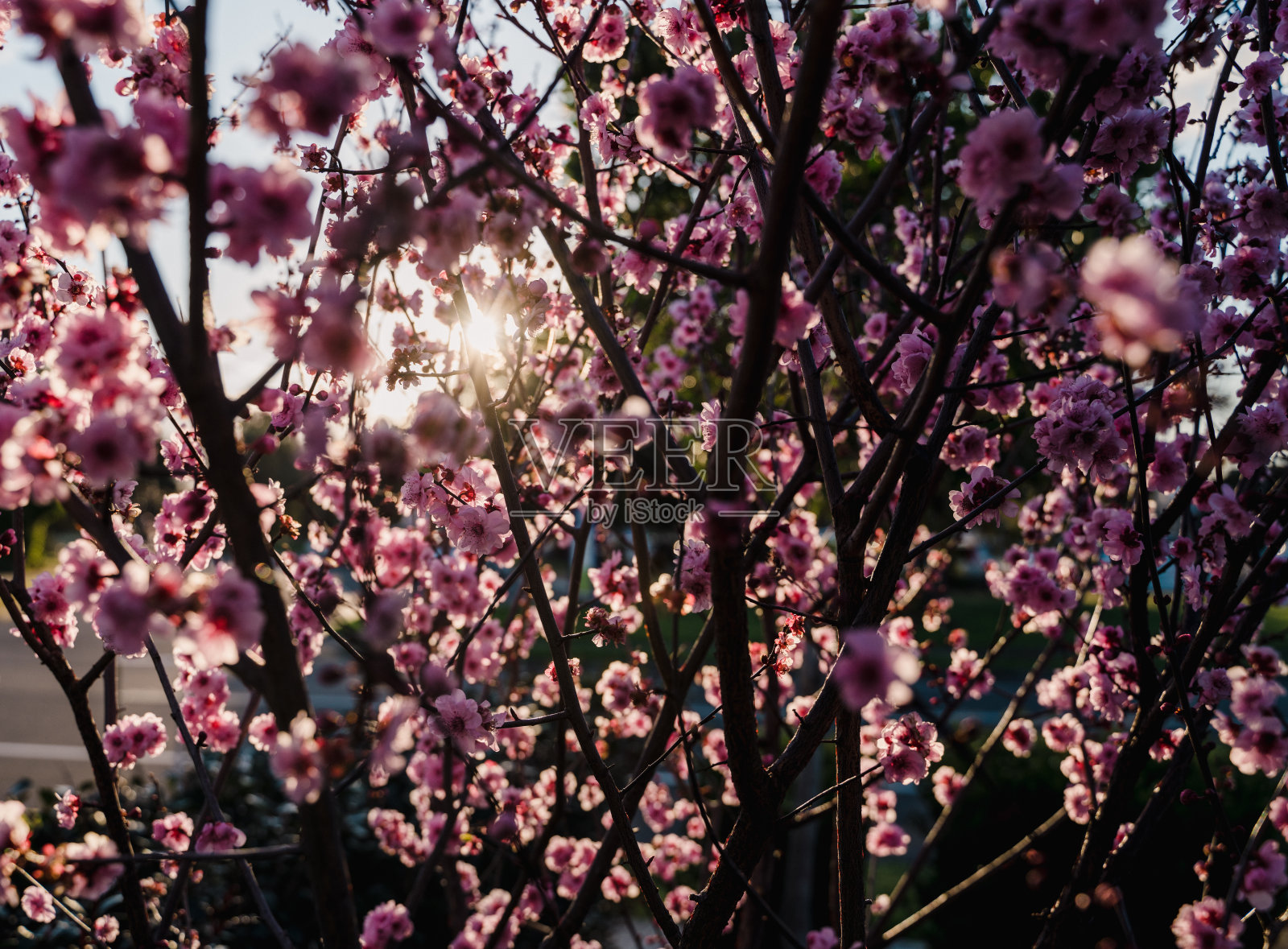 樱花在一个阳光明媚的下午盛开照片摄影图片