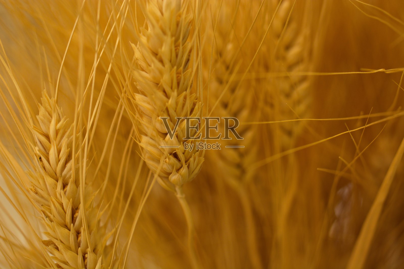 小麦照片摄影图片