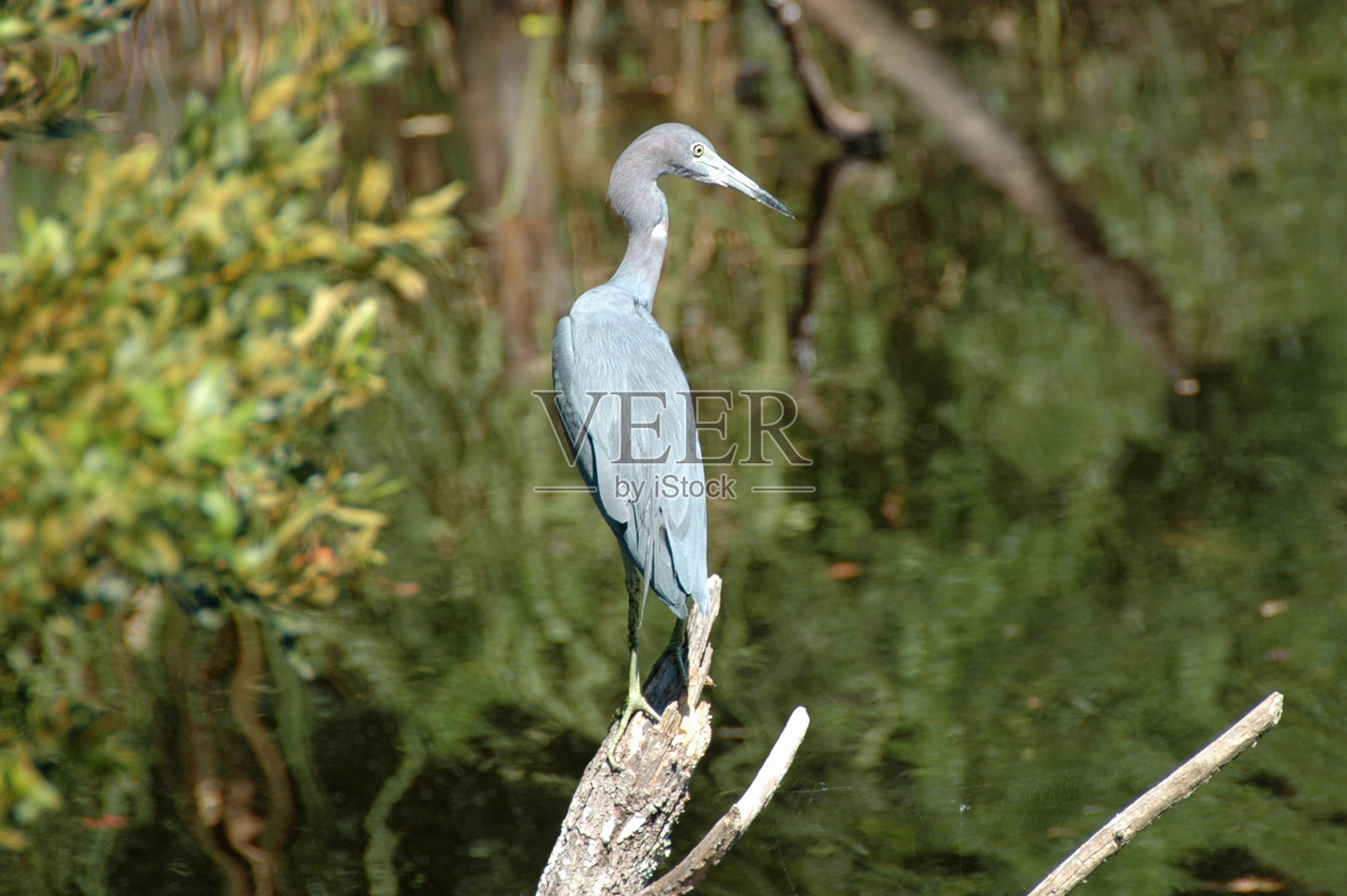 蓝色苍鹭在沼泽树桩-希尔顿头,南卡罗来纳州照片摄影图片