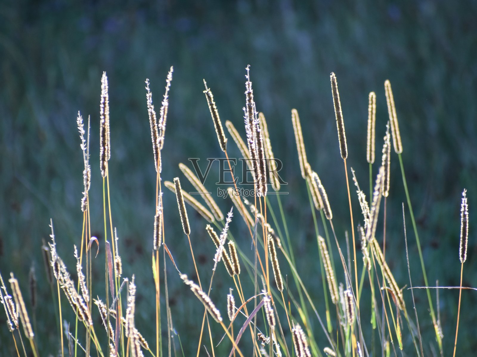 野草照片摄影图片