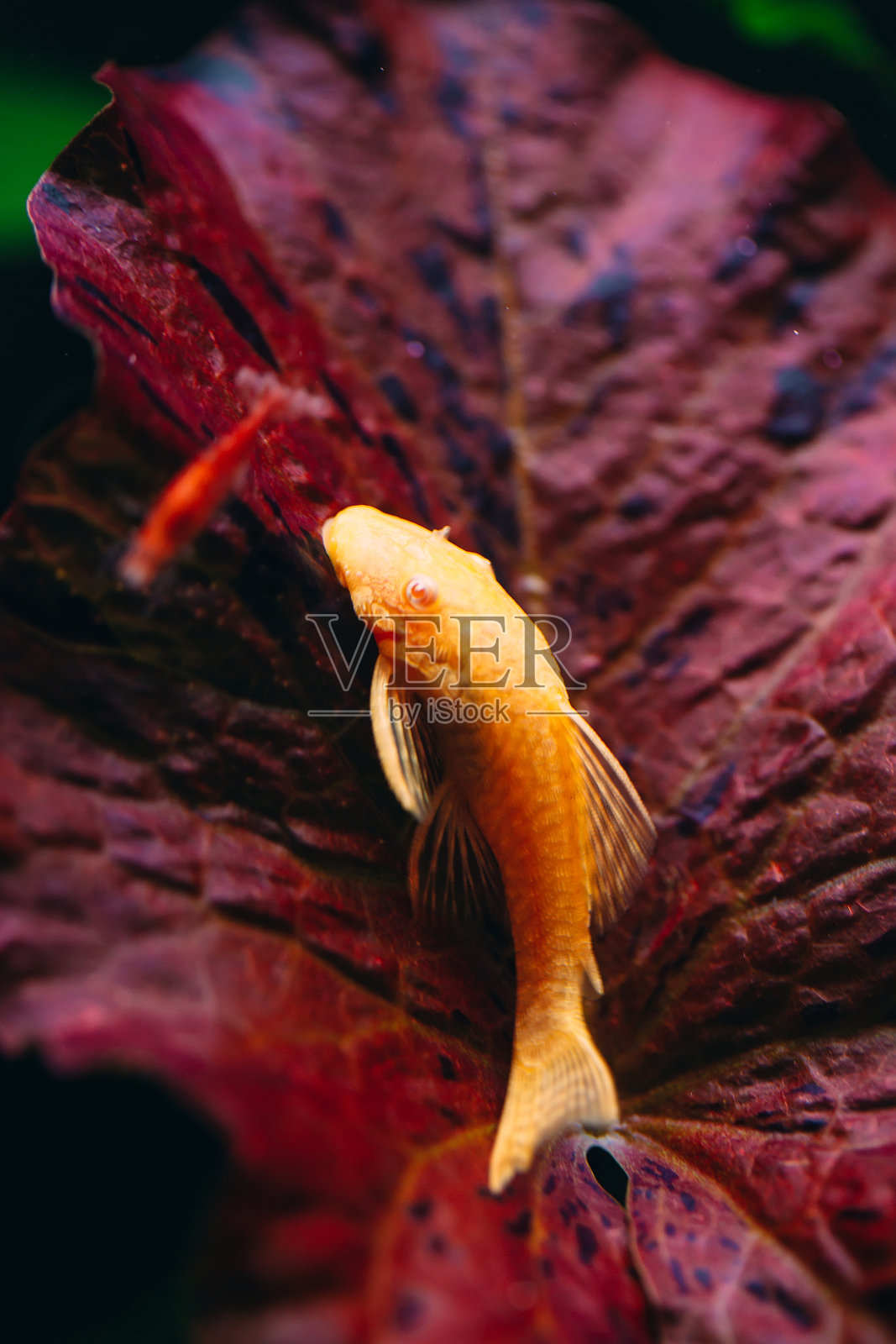 淡水水族馆里的黄色白化螳螂。照片摄影图片