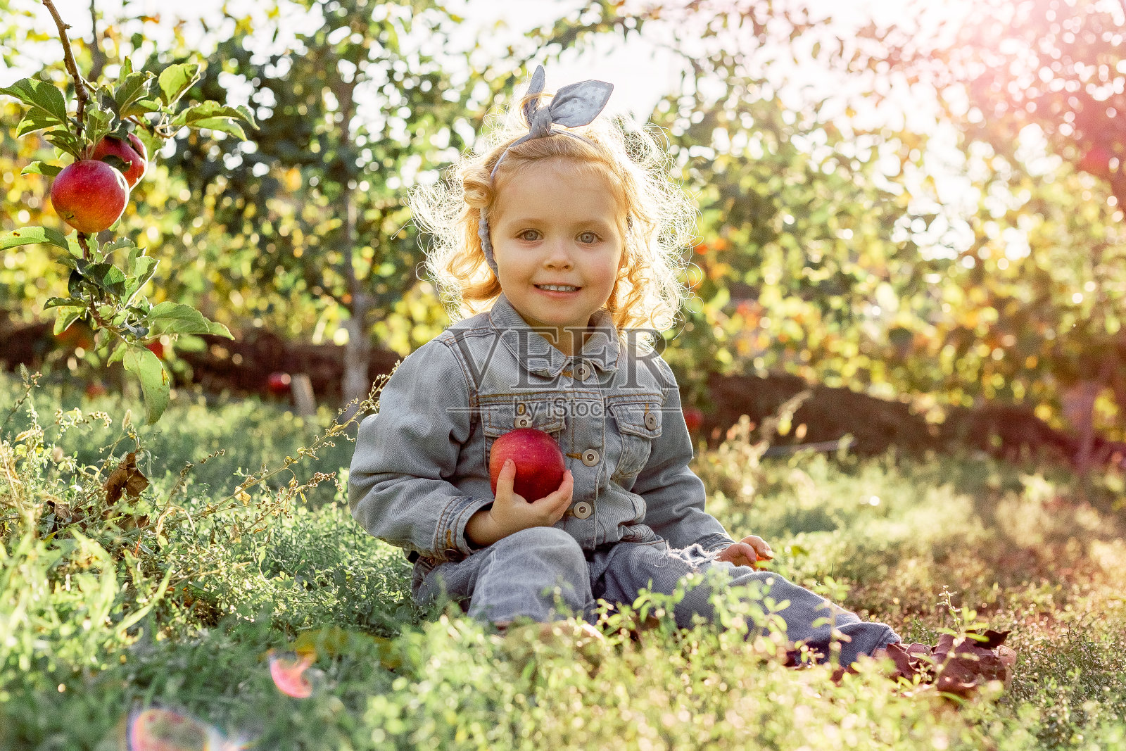 可爱的小女孩在秋天的苹果园采摘成熟的有机红苹果。健康的营养。收获概念,摘苹果。照片摄影图片