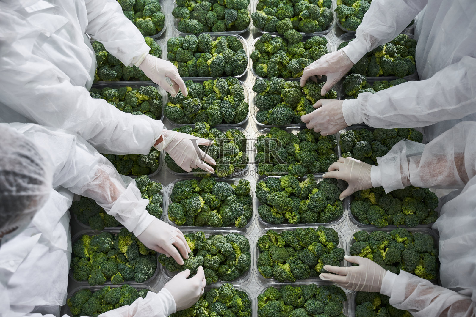 三个戴着乳胶手套的人分拣花椰菜照片摄影图片