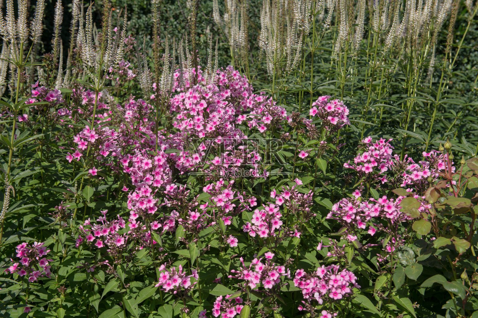 英国德文郡乡间别墅花园的草本植物边界上生长的粉红色花园福乐楼花(福乐楼)照片摄影图片