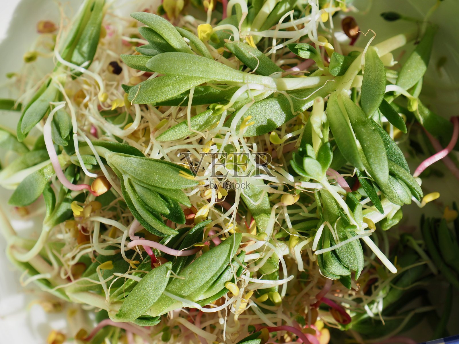 鲜芽景天沙拉照片摄影图片