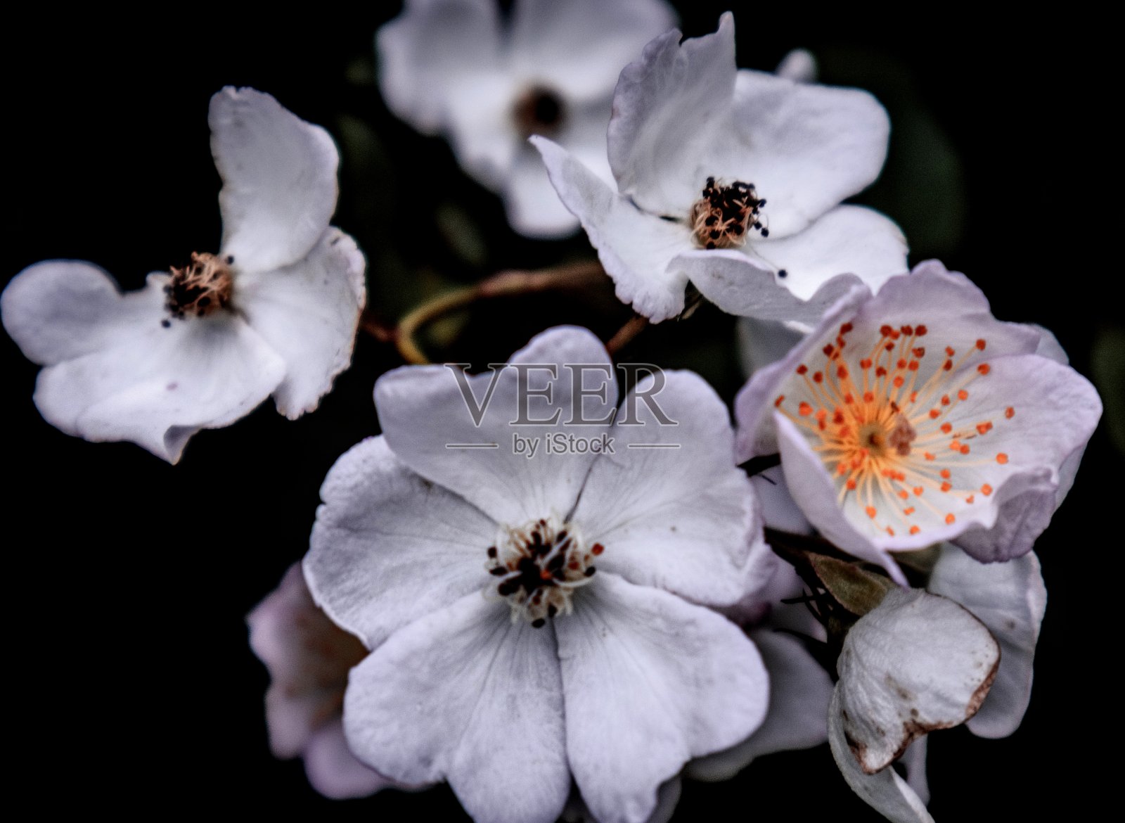 黑色和白色照片摄影图片