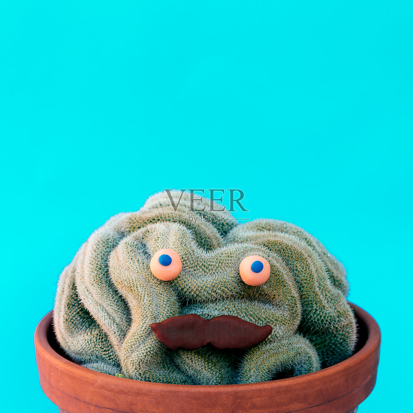 留着胡子的仙人掌嬉皮士。仙人掌的情人的概念照片摄影图片