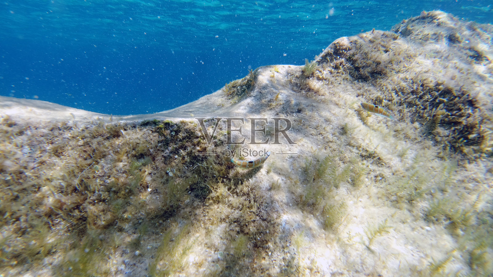 撒丁岛水晶水水下景观潜水照片摄影图片