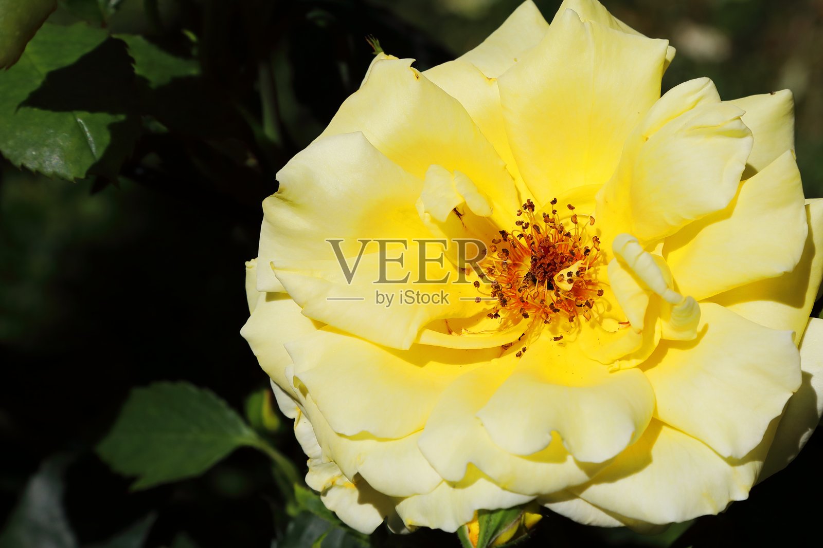 黄涨-宏观收高照片摄影图片