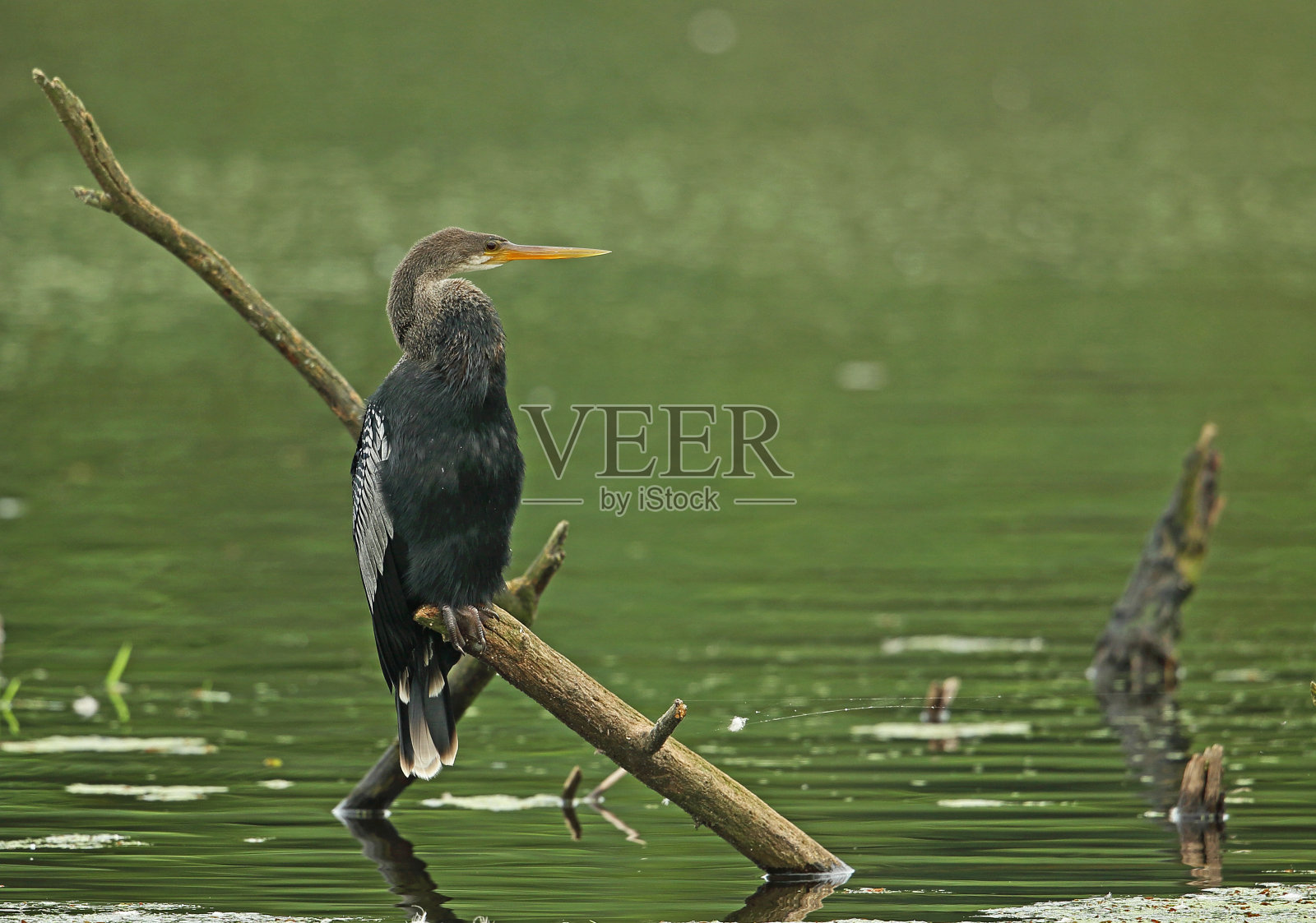 美洲蛇鸟照片摄影图片