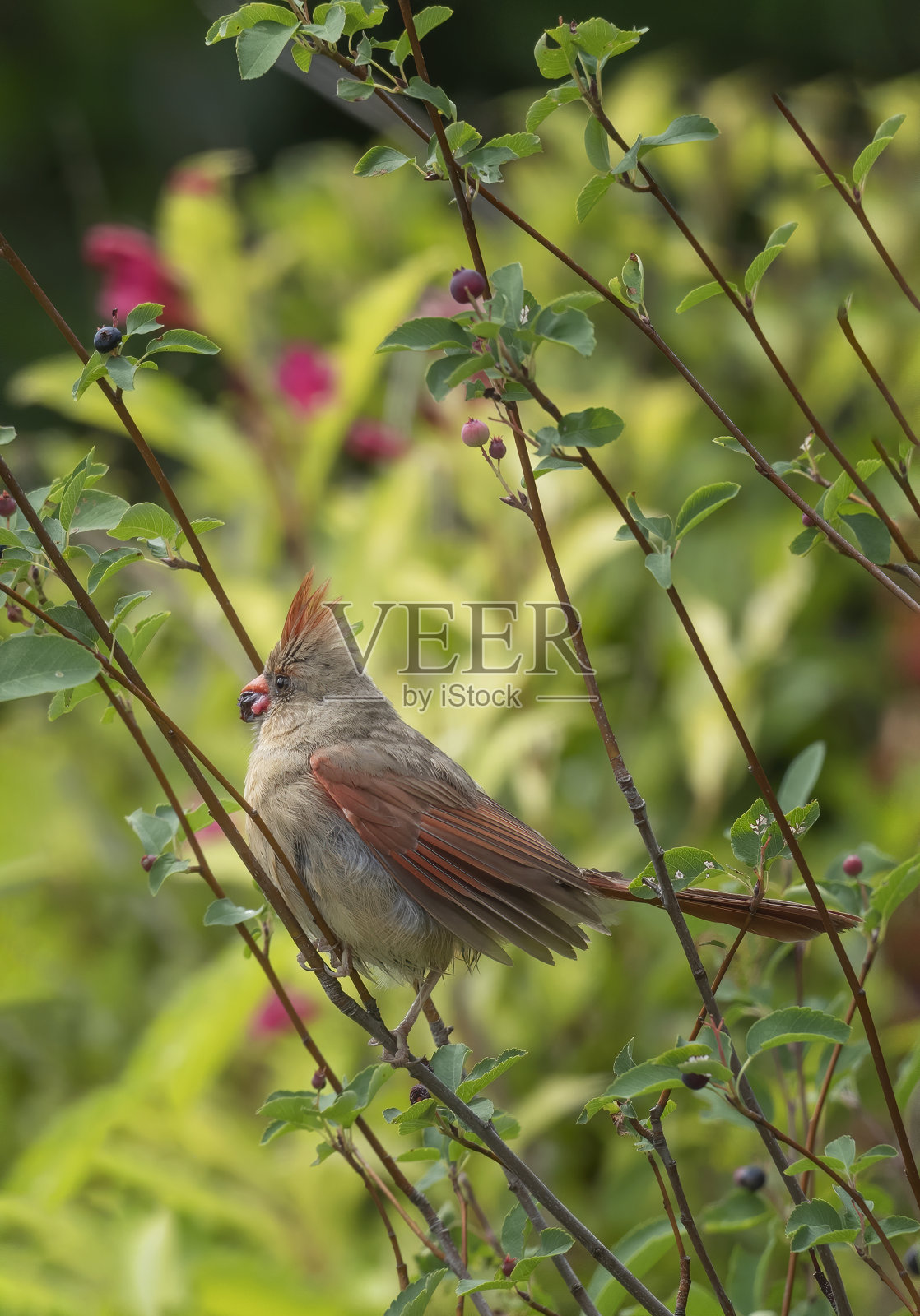 鸟照片摄影图片