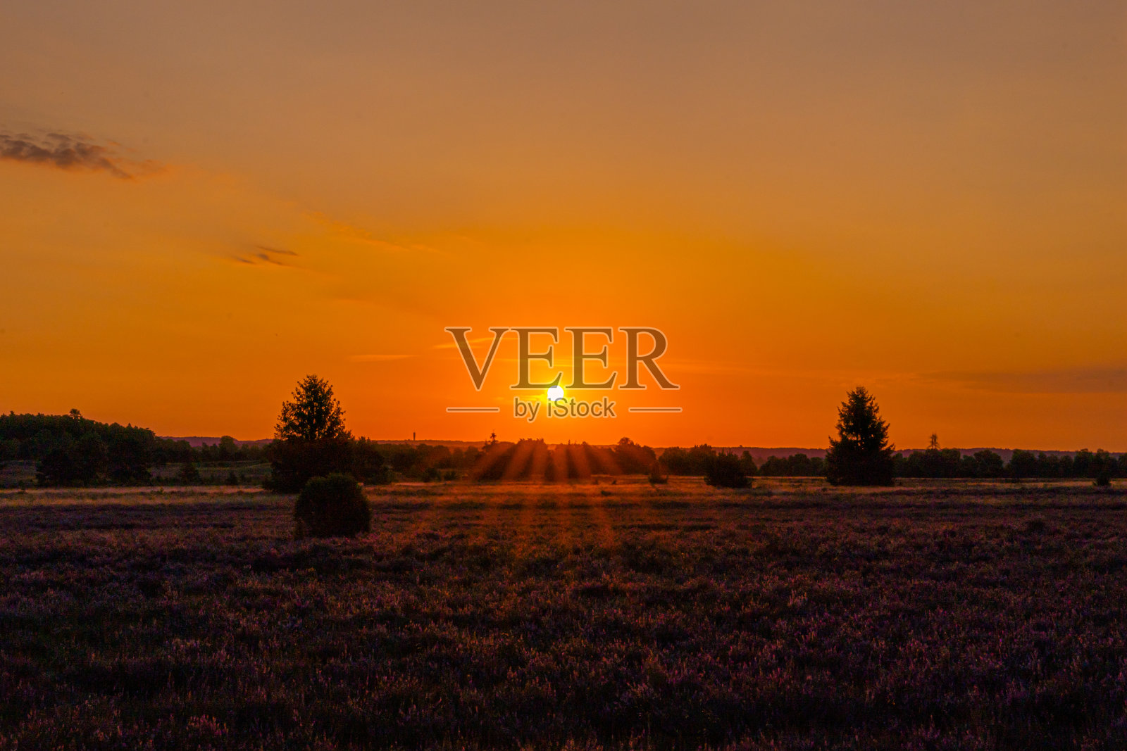 日出在Lüneburg荒地照片摄影图片