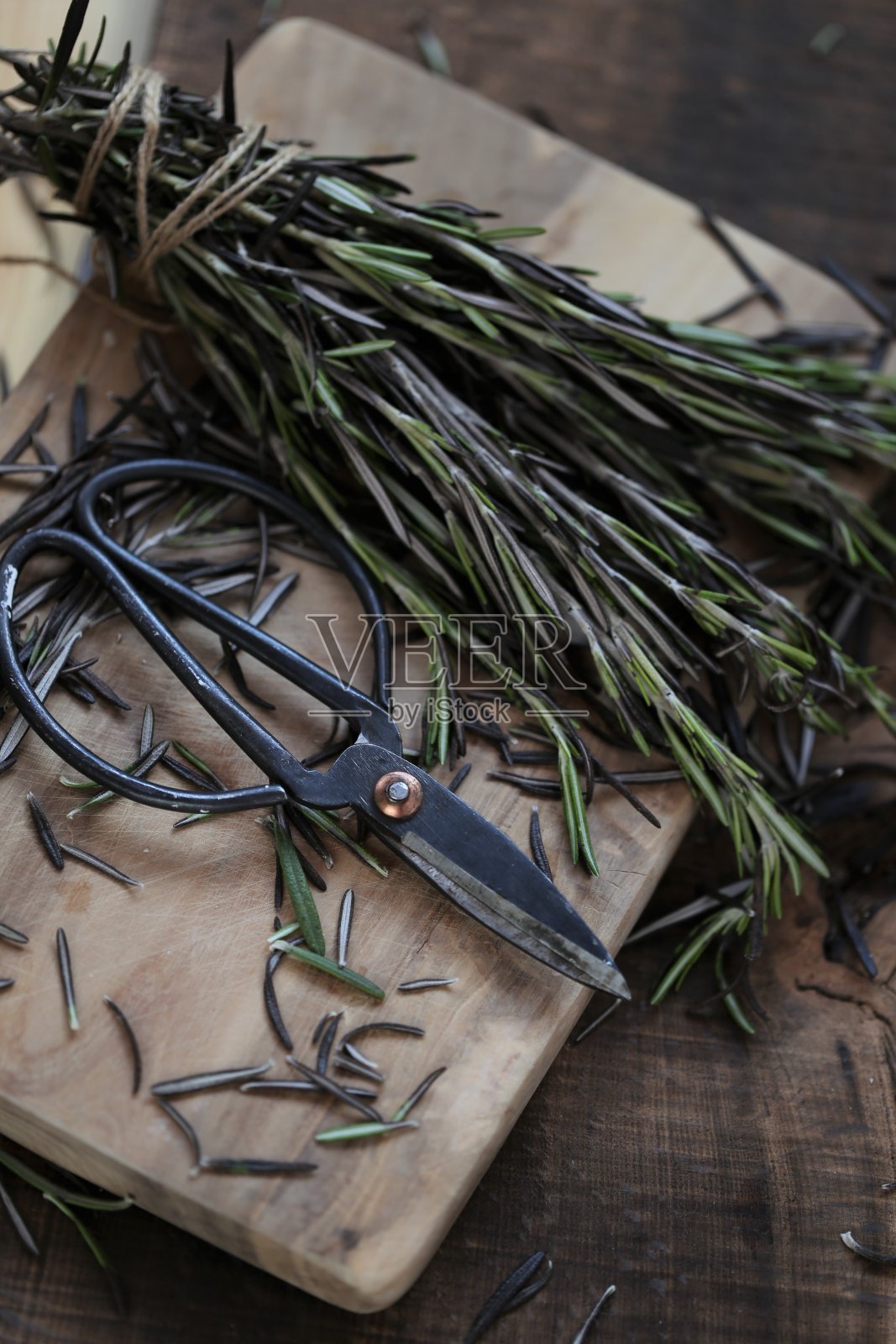 新鲜的迷迭香。芳香的香草和香料。绿色迷迭香枝束和黑色花园剪。乡村风格。香料。照片摄影图片