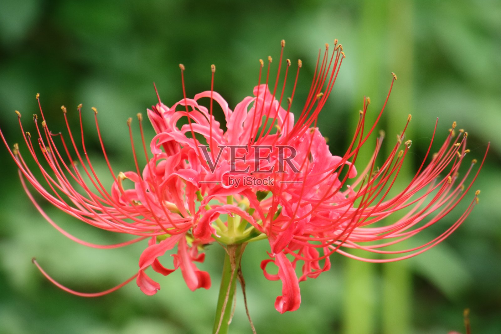 集群孤挺花照片摄影图片