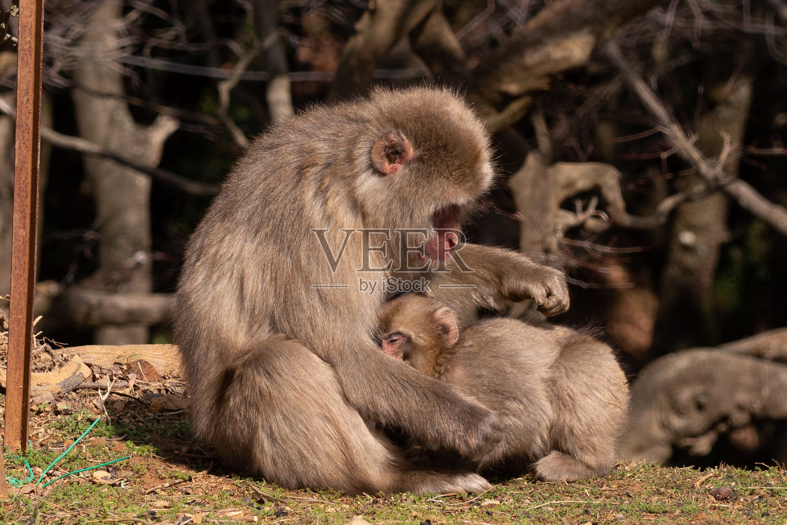 日本猴子在京都照片摄影图片