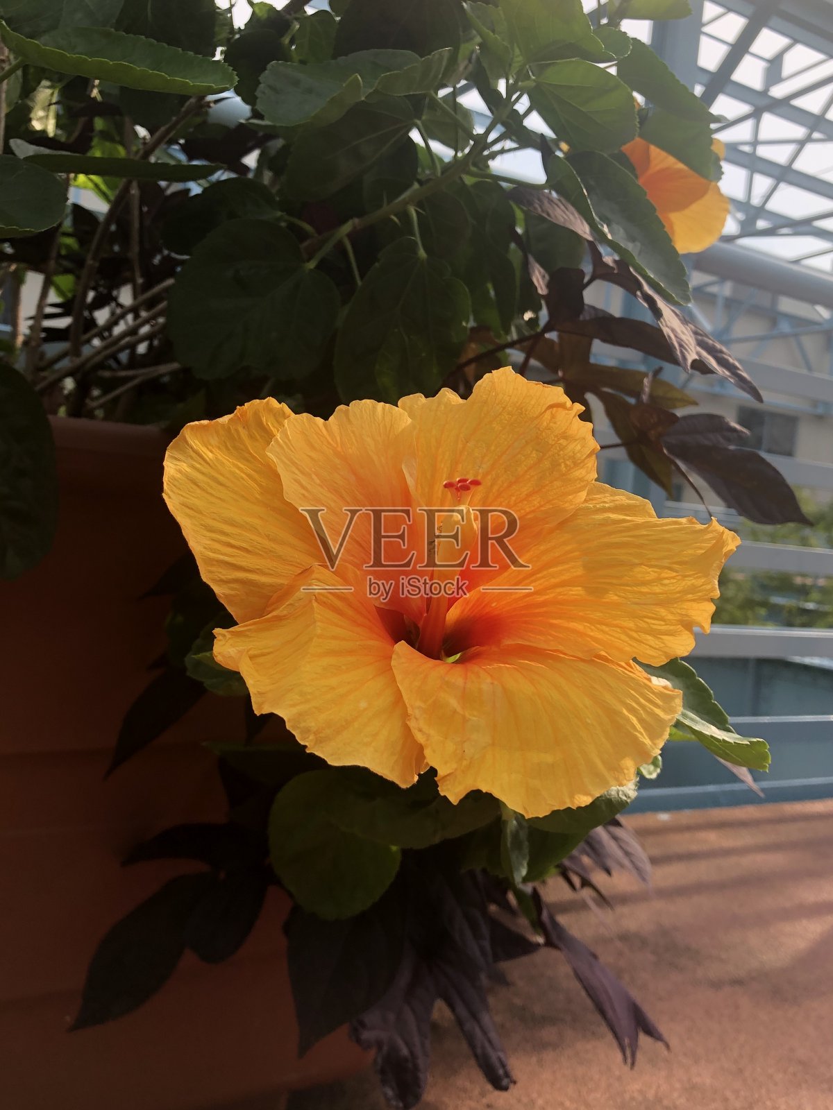 夏天芙蓉我照片摄影图片