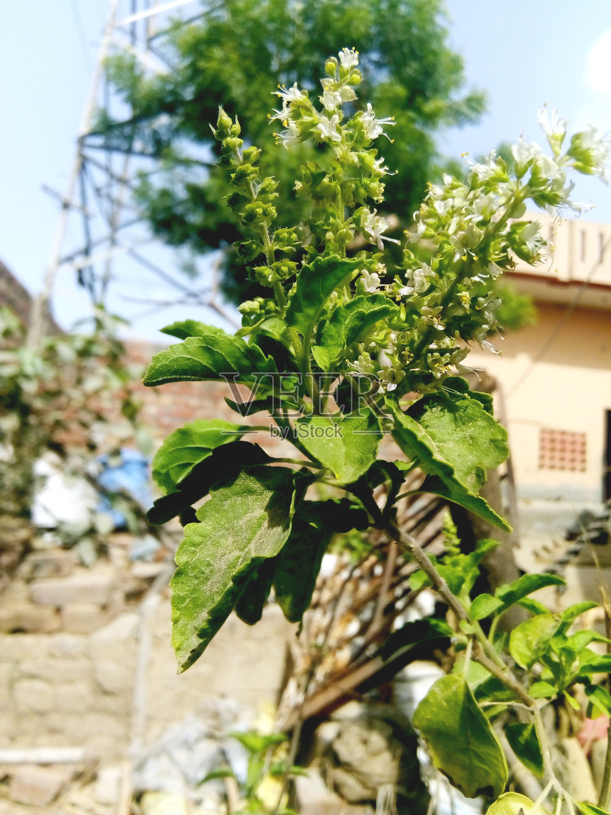 户外背景上的绿叶照片摄影图片