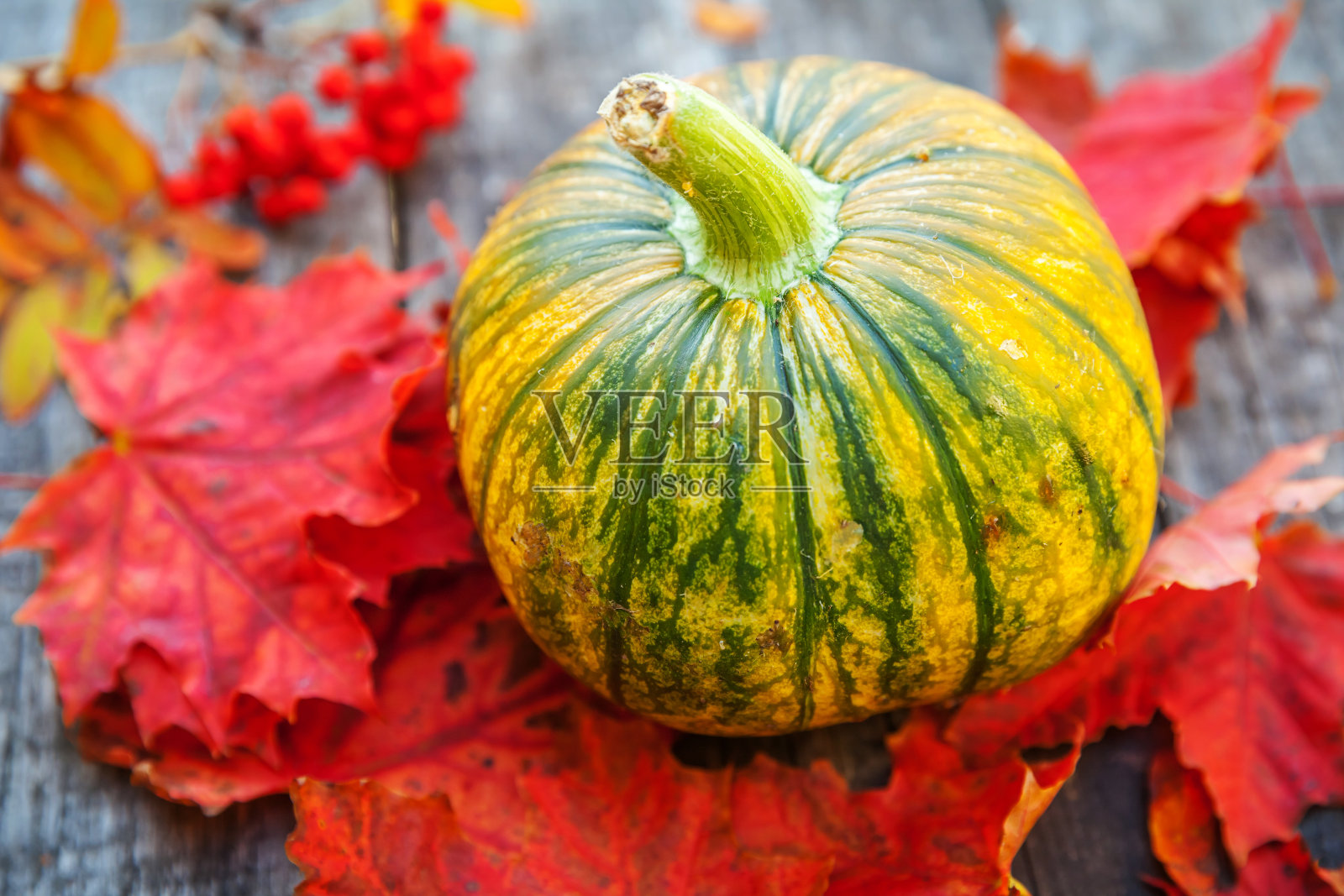 自然的秋天秋天的观点,南瓜和枫叶的木制背景。十月或九月的灵感墙纸。四季更迭,有机食品理念成熟。万圣节派对感恩节照片摄影图片
