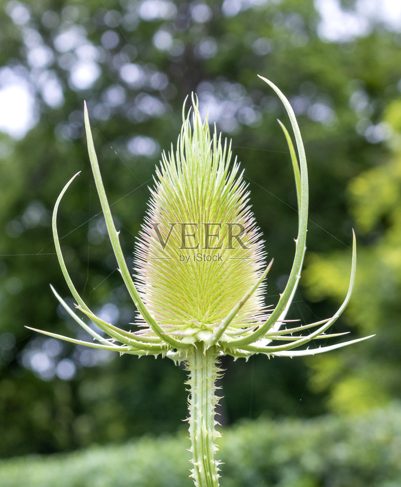 野川续断照片摄影图片