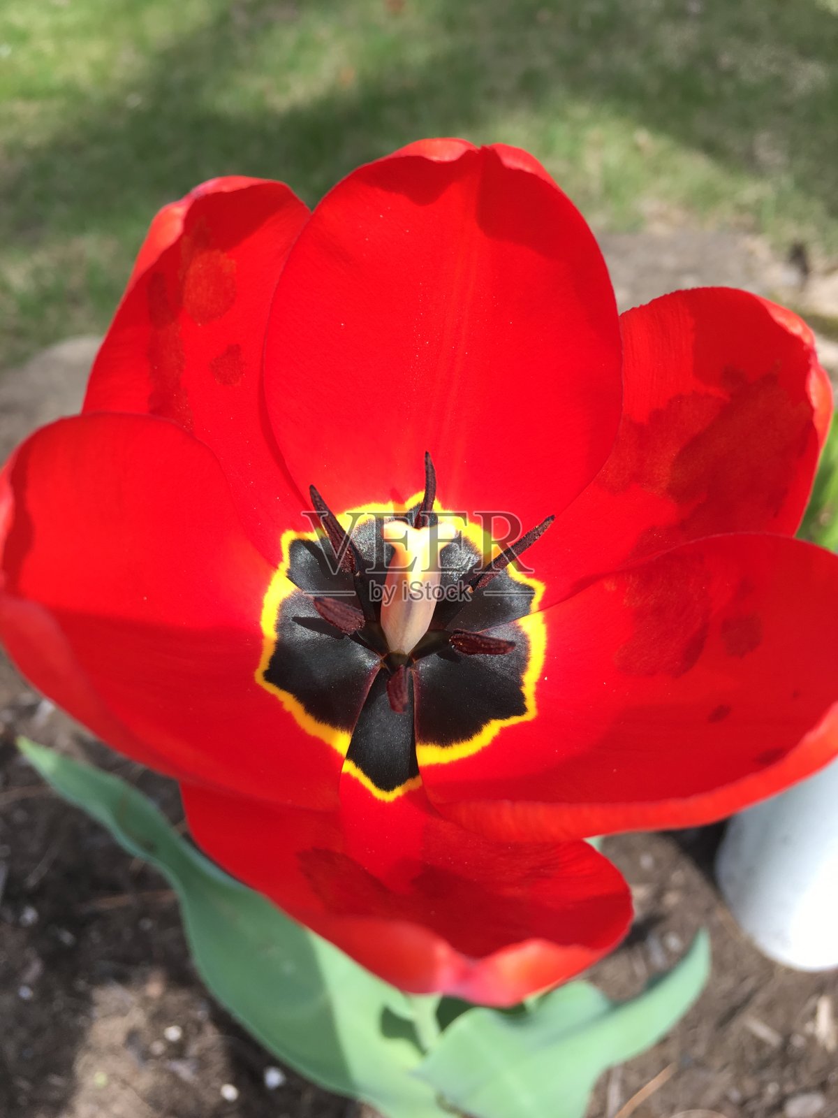 郁金香照片摄影图片