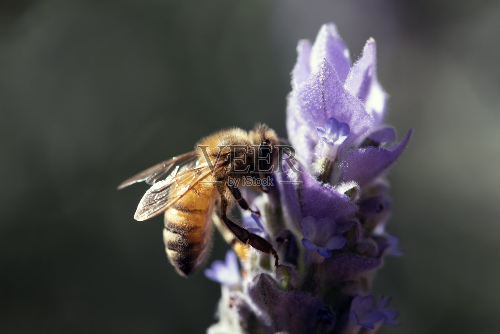 蜜蜂和薰衣草照片摄影图片