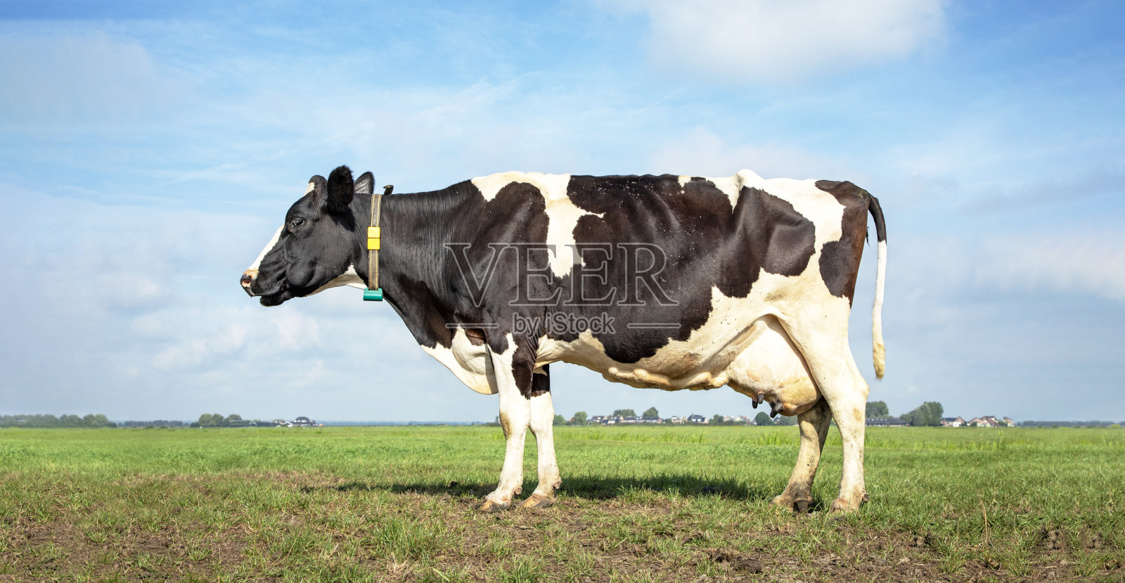 奶牛在绿油油的牧场上,用厚实的脸颊沉思着,背景是蔚蓝的天空和笔直的地平线照片摄影图片
