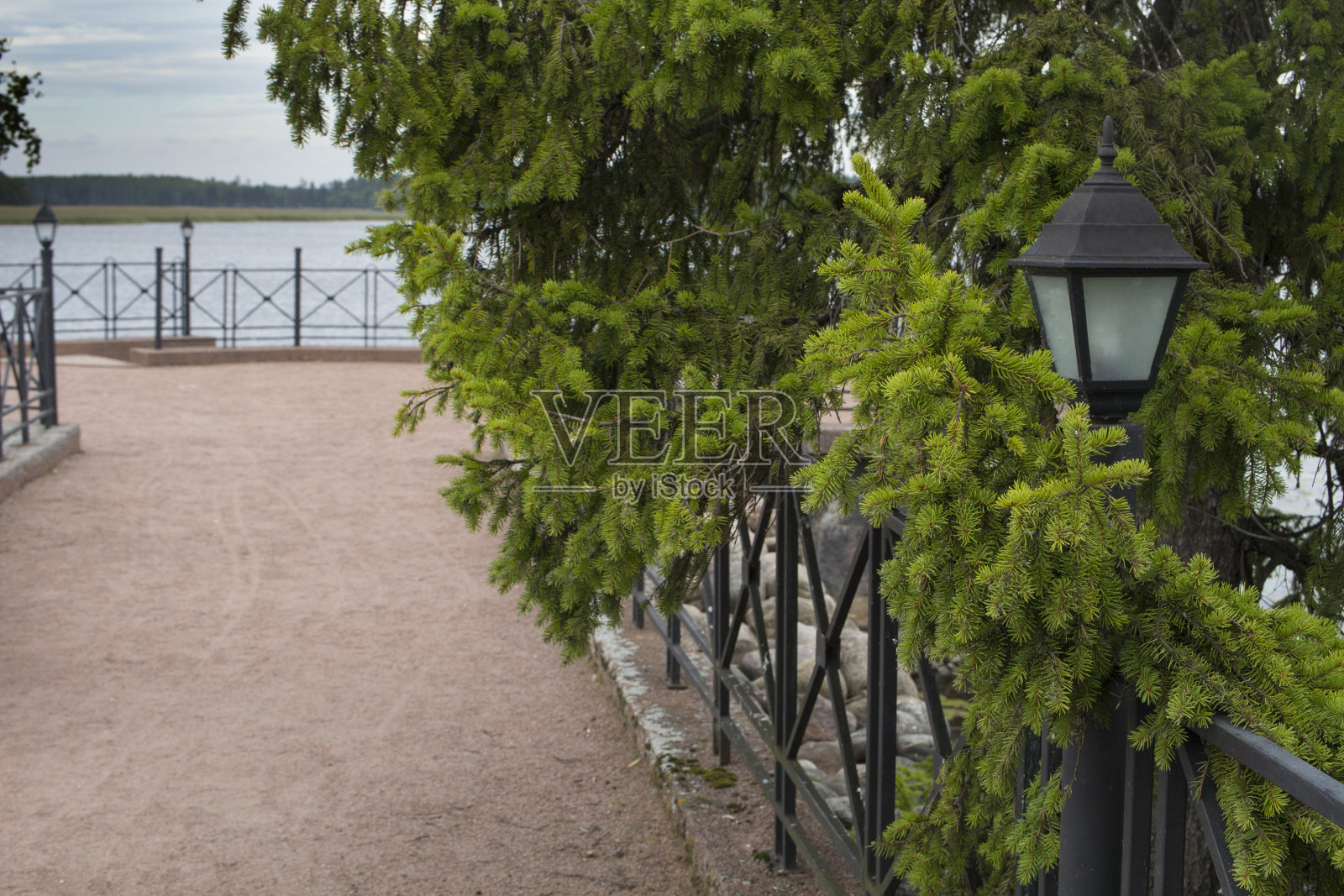 针叶树的树枝照片摄影图片