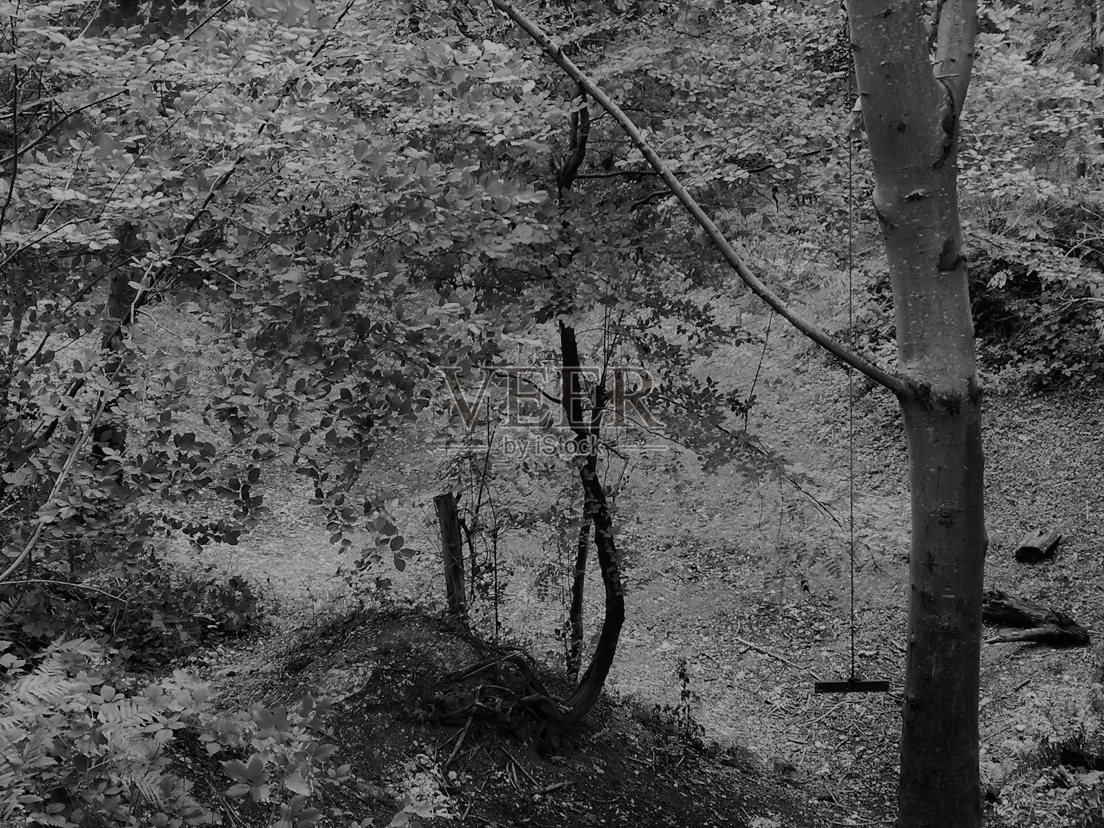 空的摇摆照片摄影图片