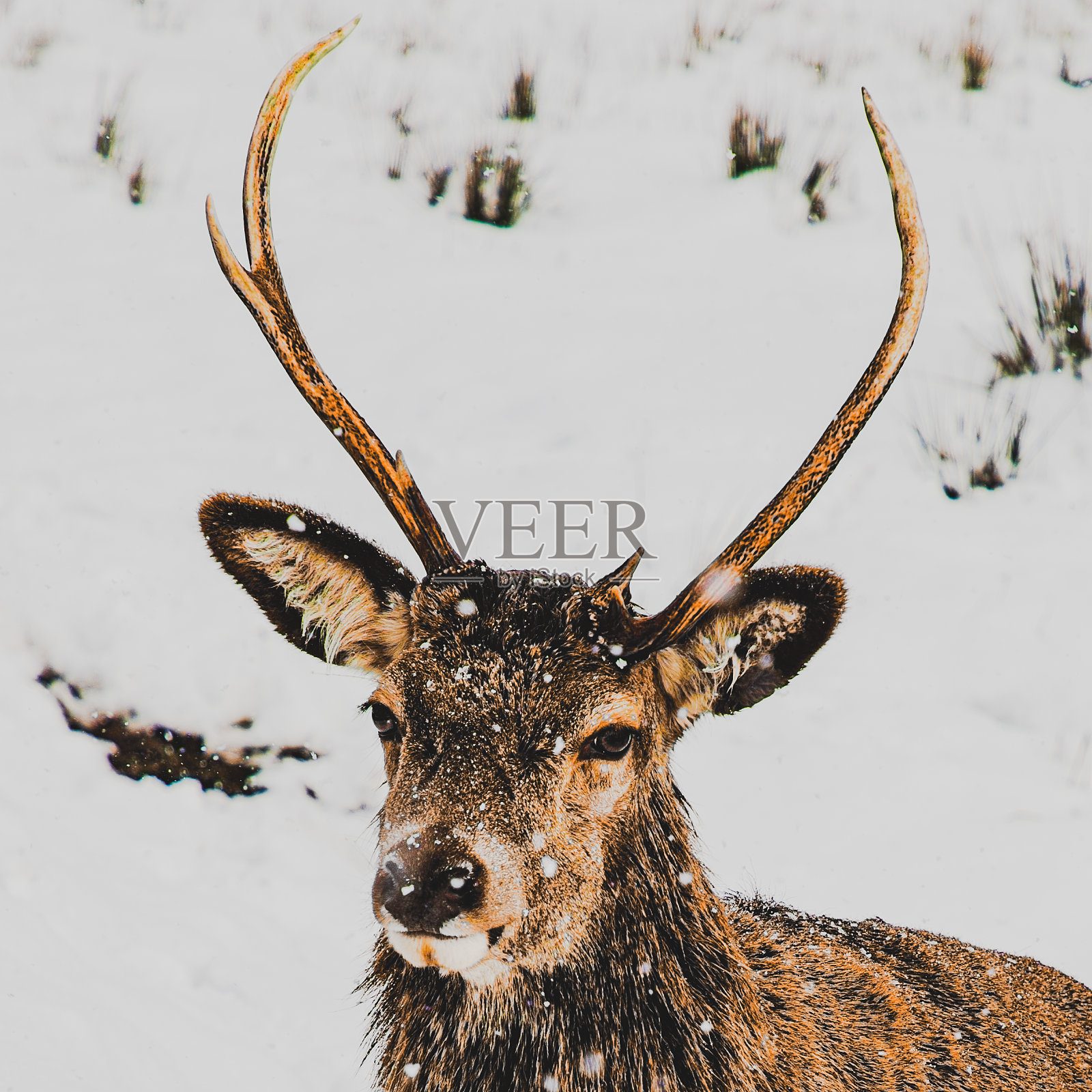 雪中的苏格兰牡鹿照片摄影图片