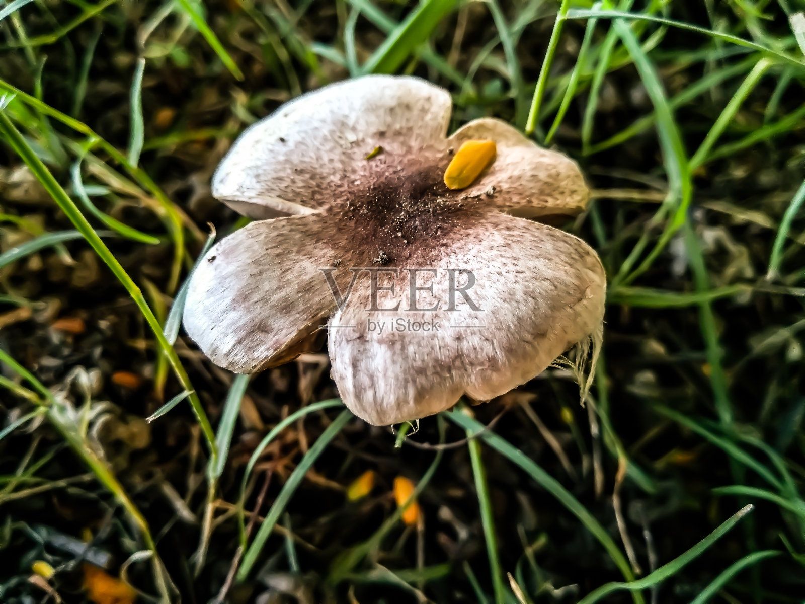 背景模糊的蘑菇图片照片摄影图片