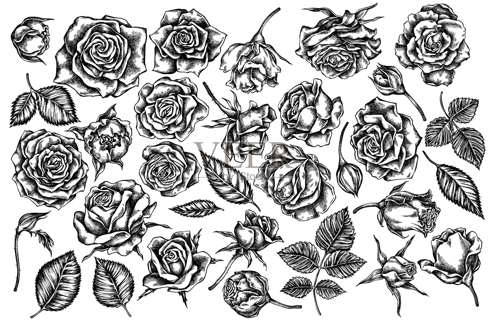 设置手绘黑白玫瑰设计元素图片