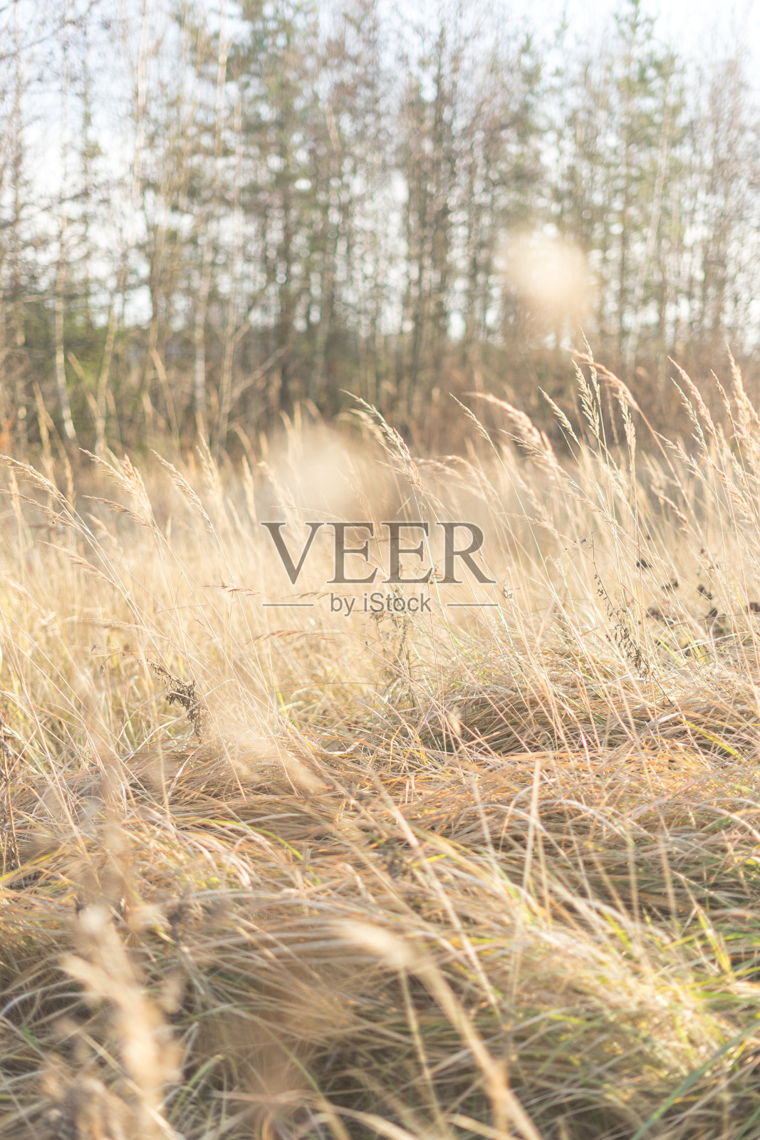 幻想模糊背景。阳光照在草地上照片摄影图片