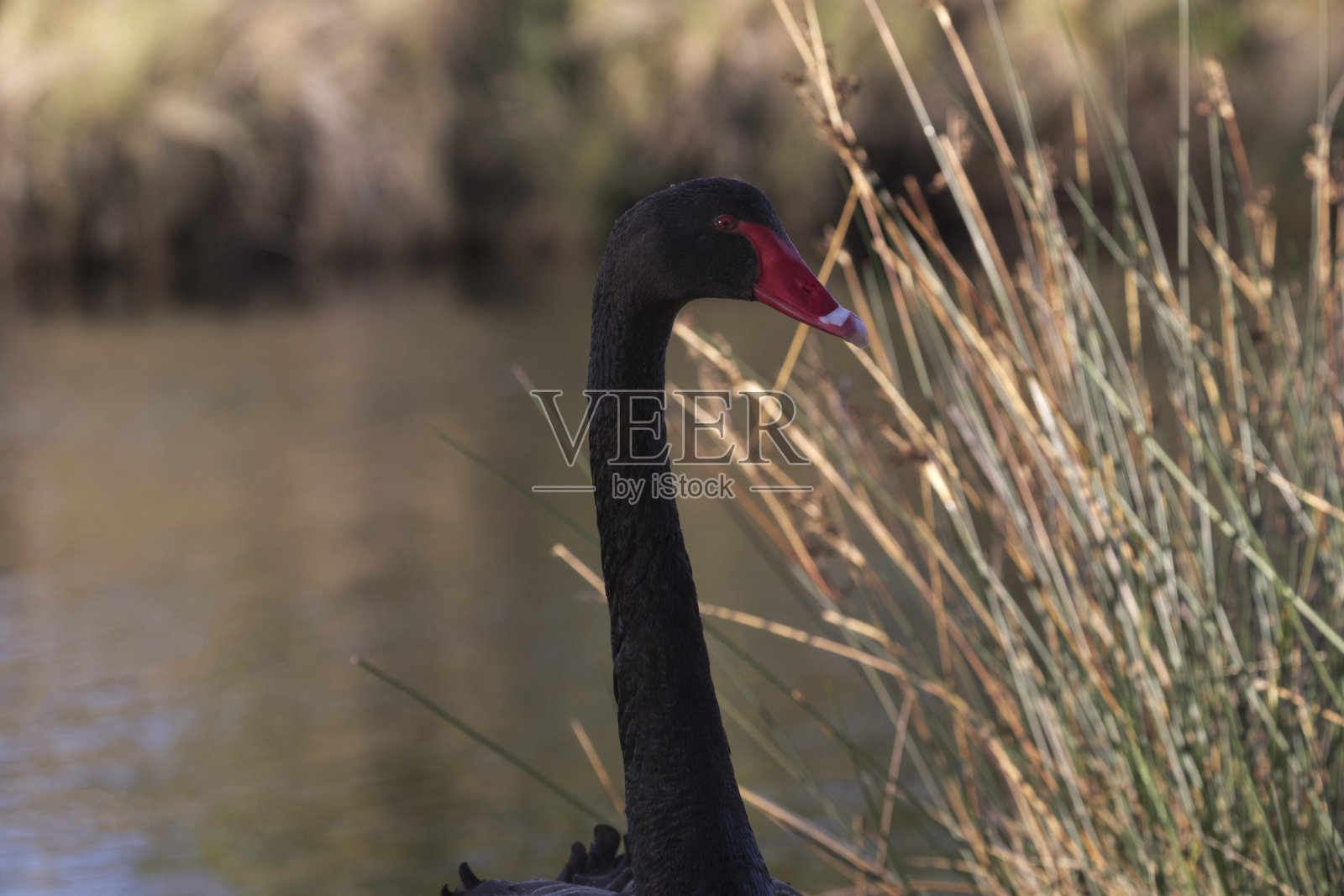 黑天鹅靠近前布鲁尼岛芦苇和水背景照片摄影图片