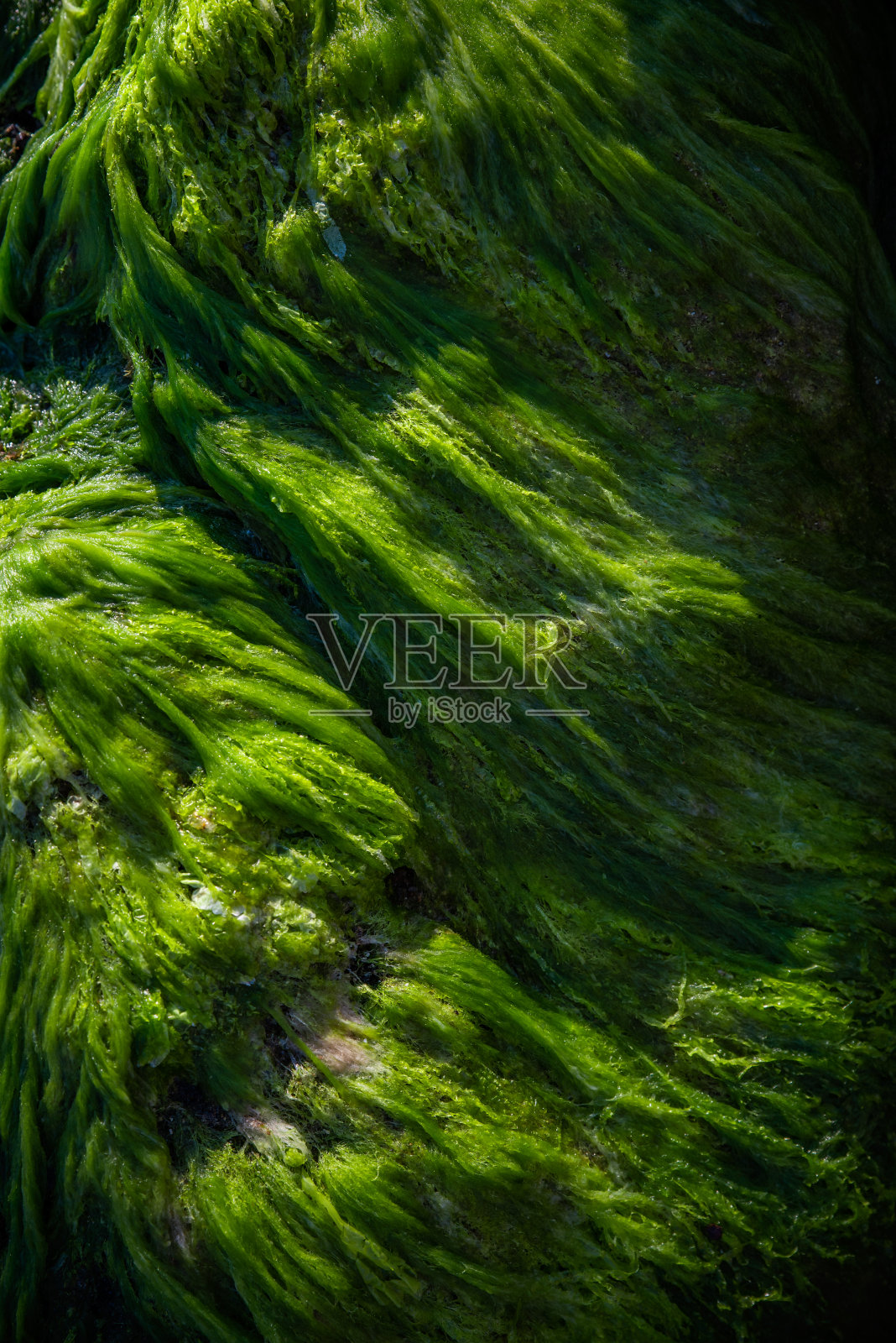 绿色水藻类照片摄影图片