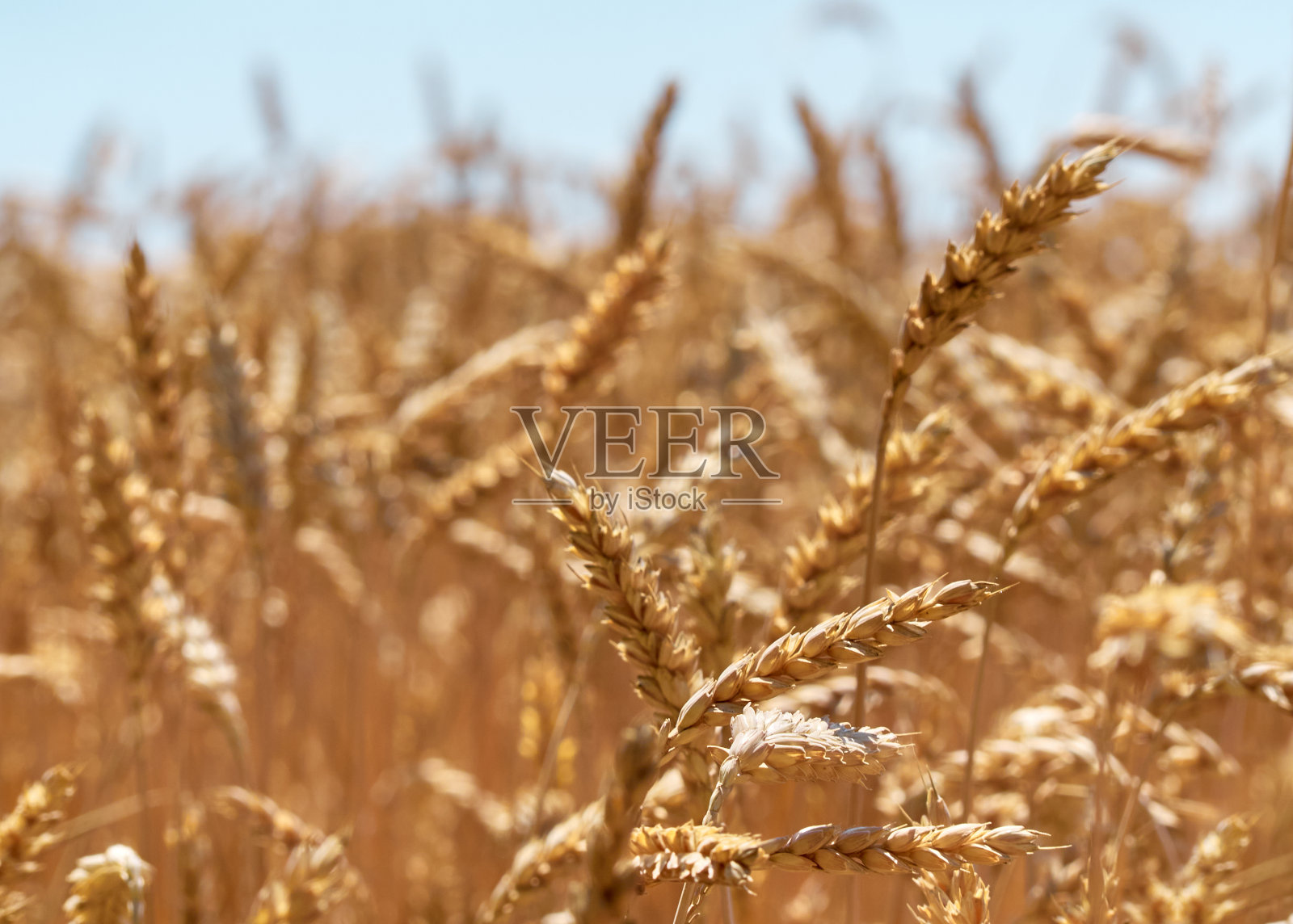 在阳光明媚的日子里,麦田里有小麦。照片摄影图片