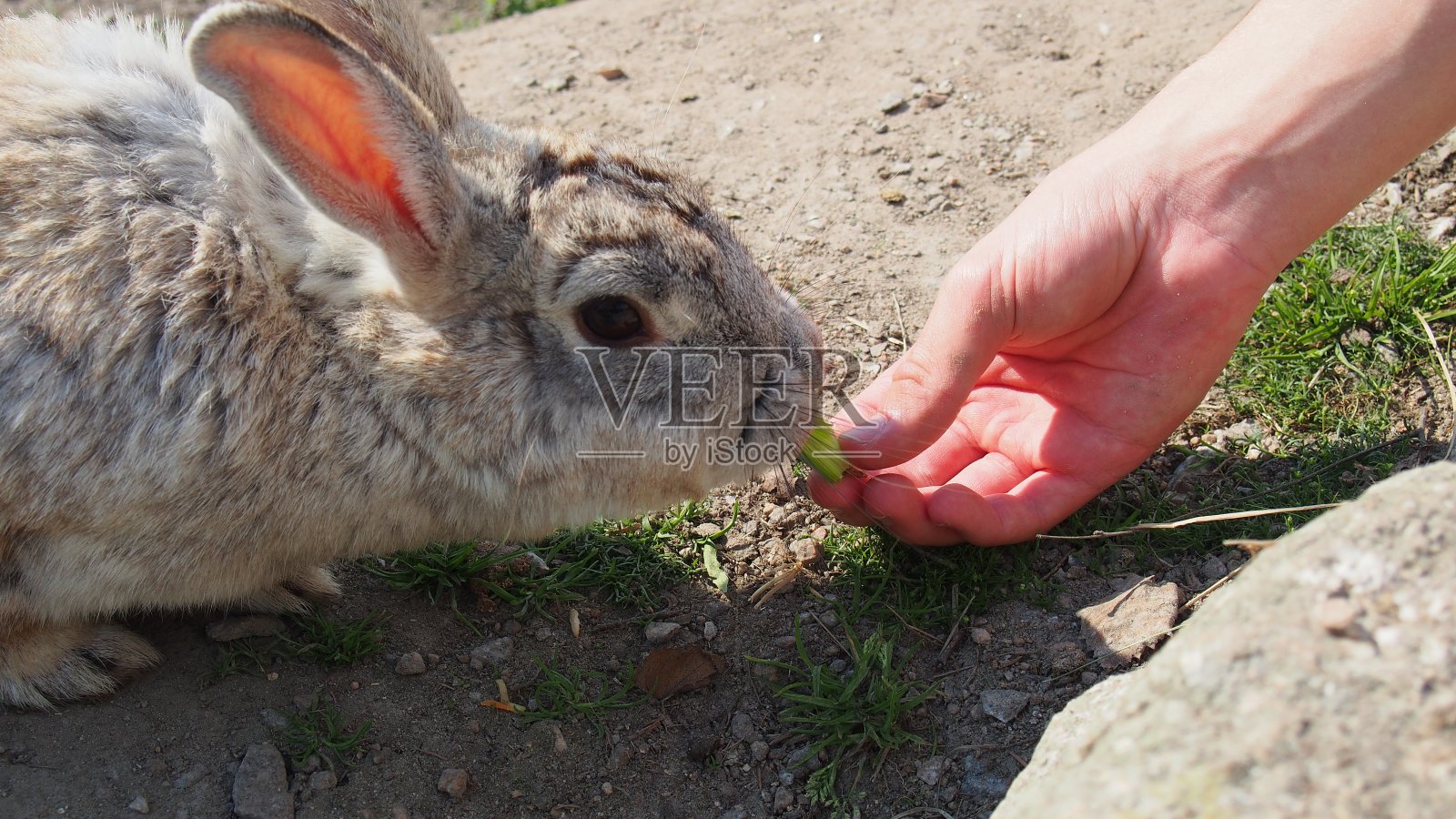 来自伊西蒂安宠物的兔子照片摄影图片