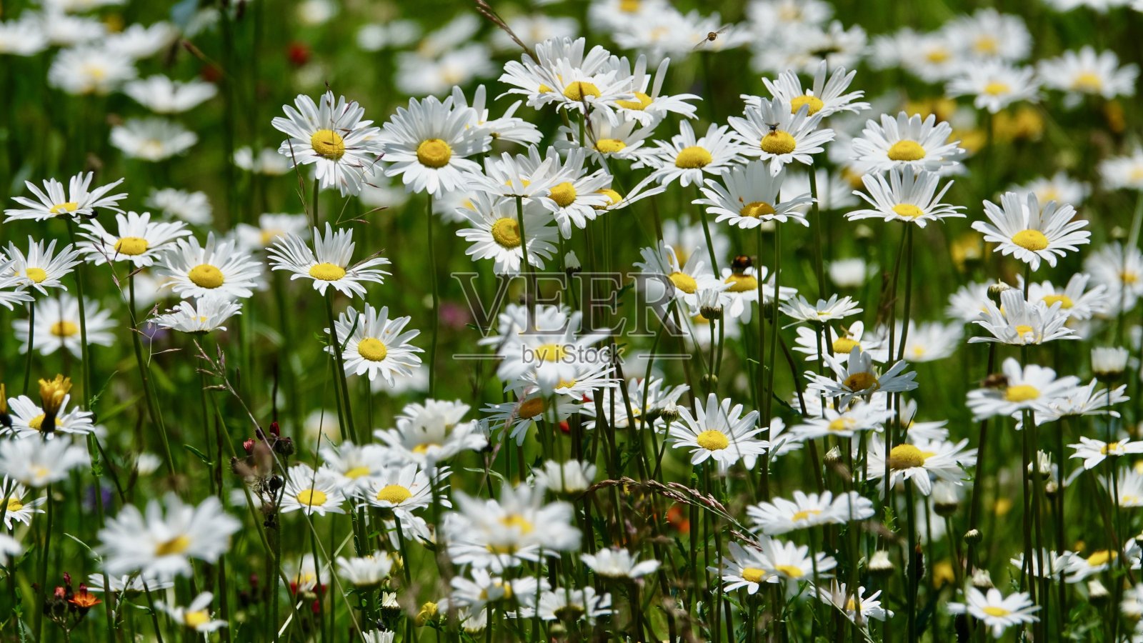 高山中的花草地照片摄影图片