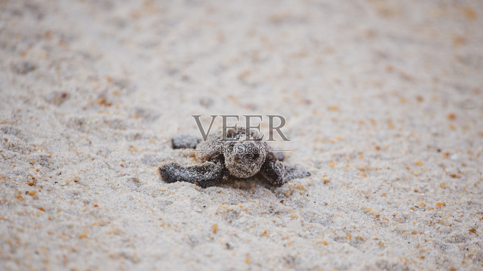 海龟刚孵出的恐龙照片摄影图片