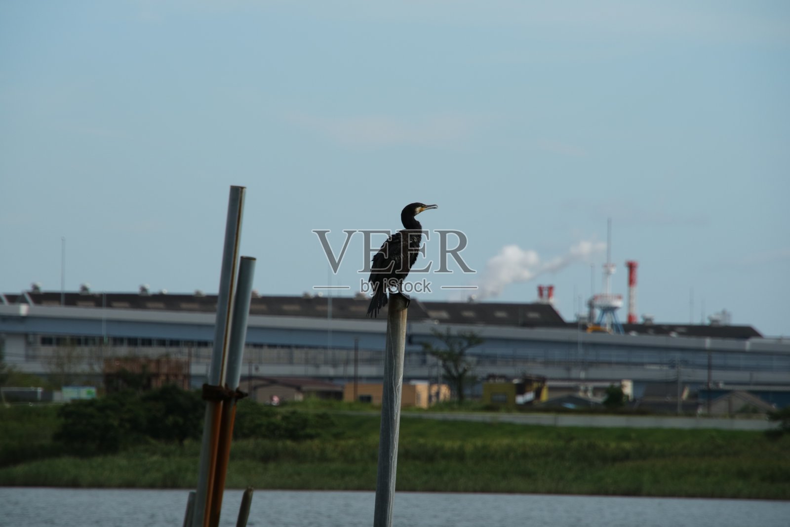 海鸬鹚照片摄影图片