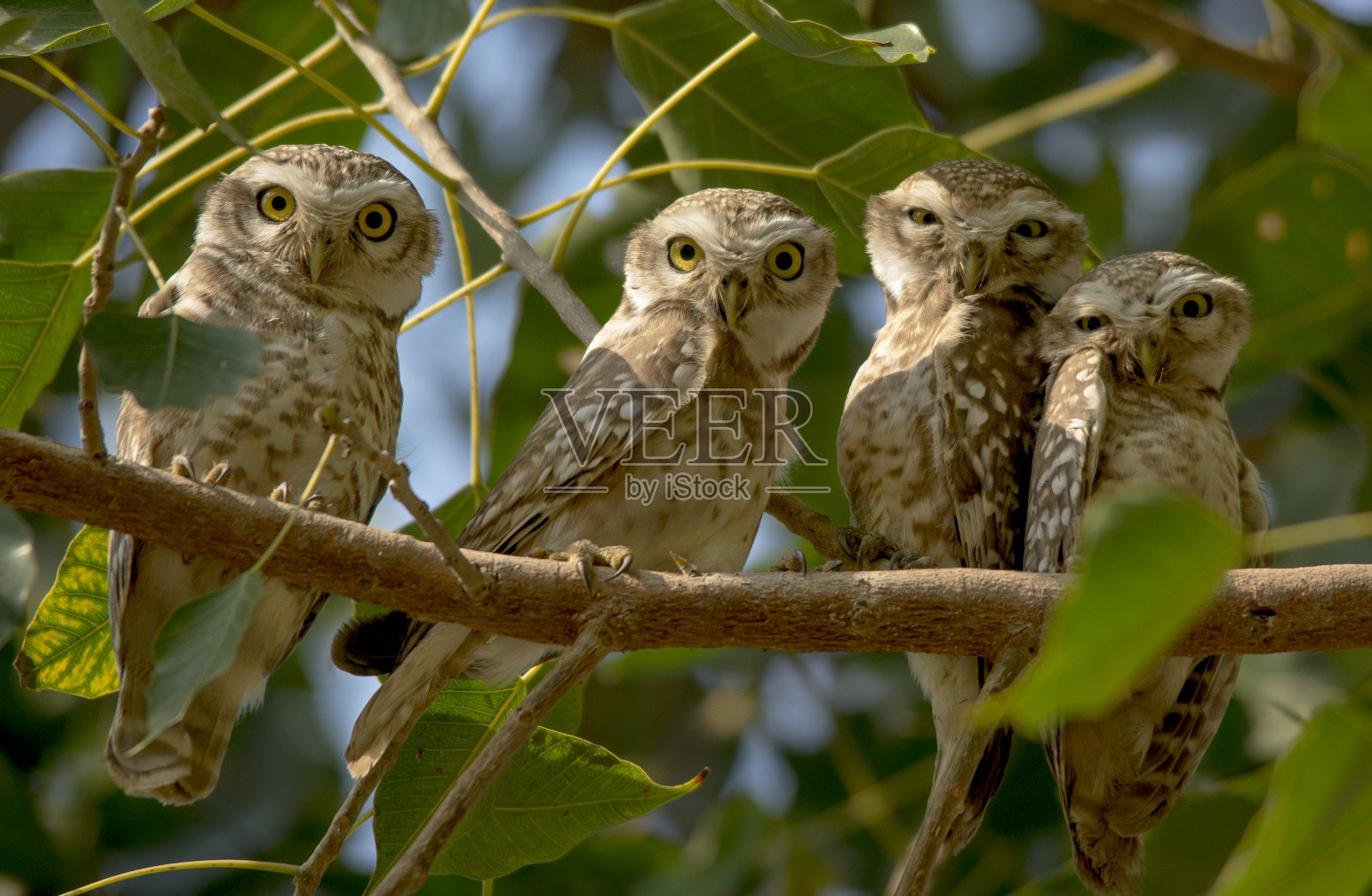 巴基斯坦猫头鹰的种类照片摄影图片