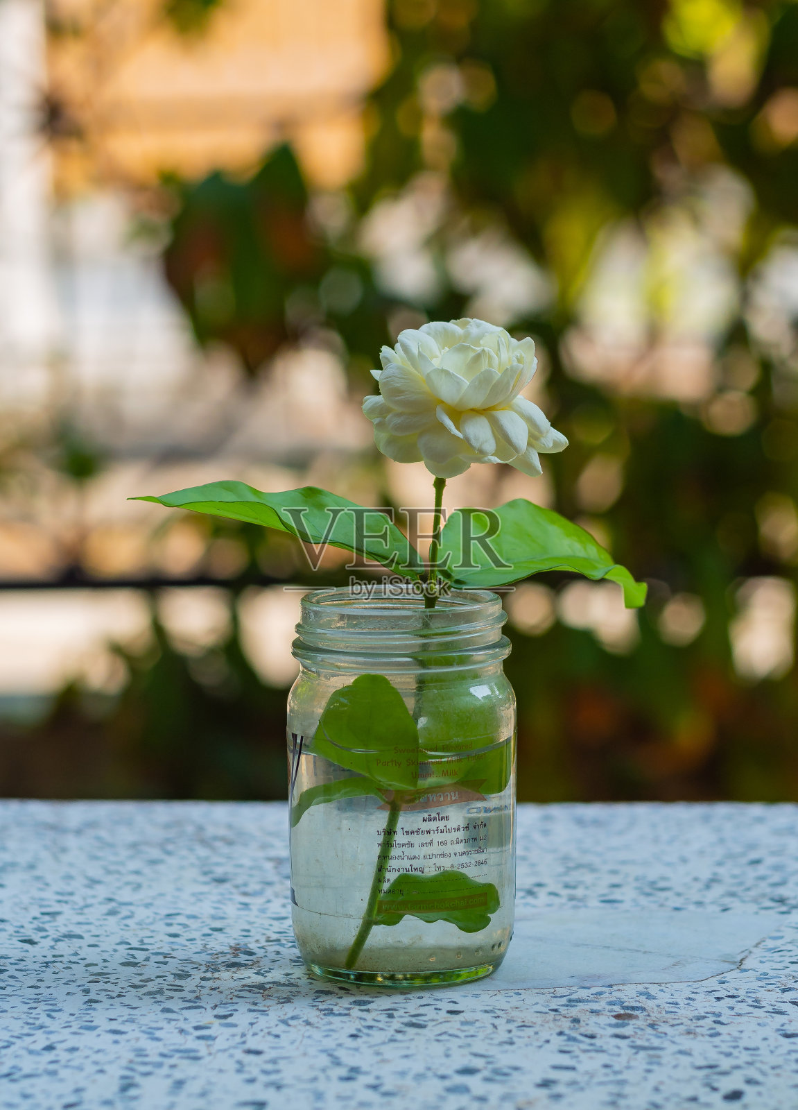 白色的茉莉花照片摄影图片
