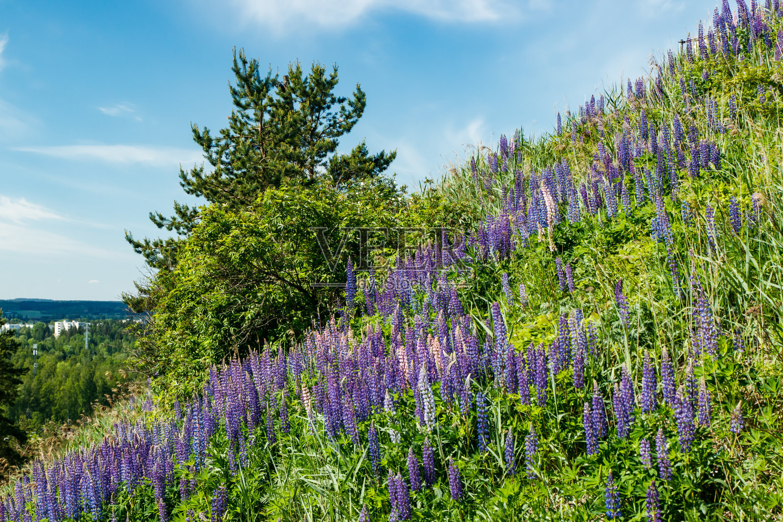 夏天有蓝色羽扇豆花的斜坡照片摄影图片