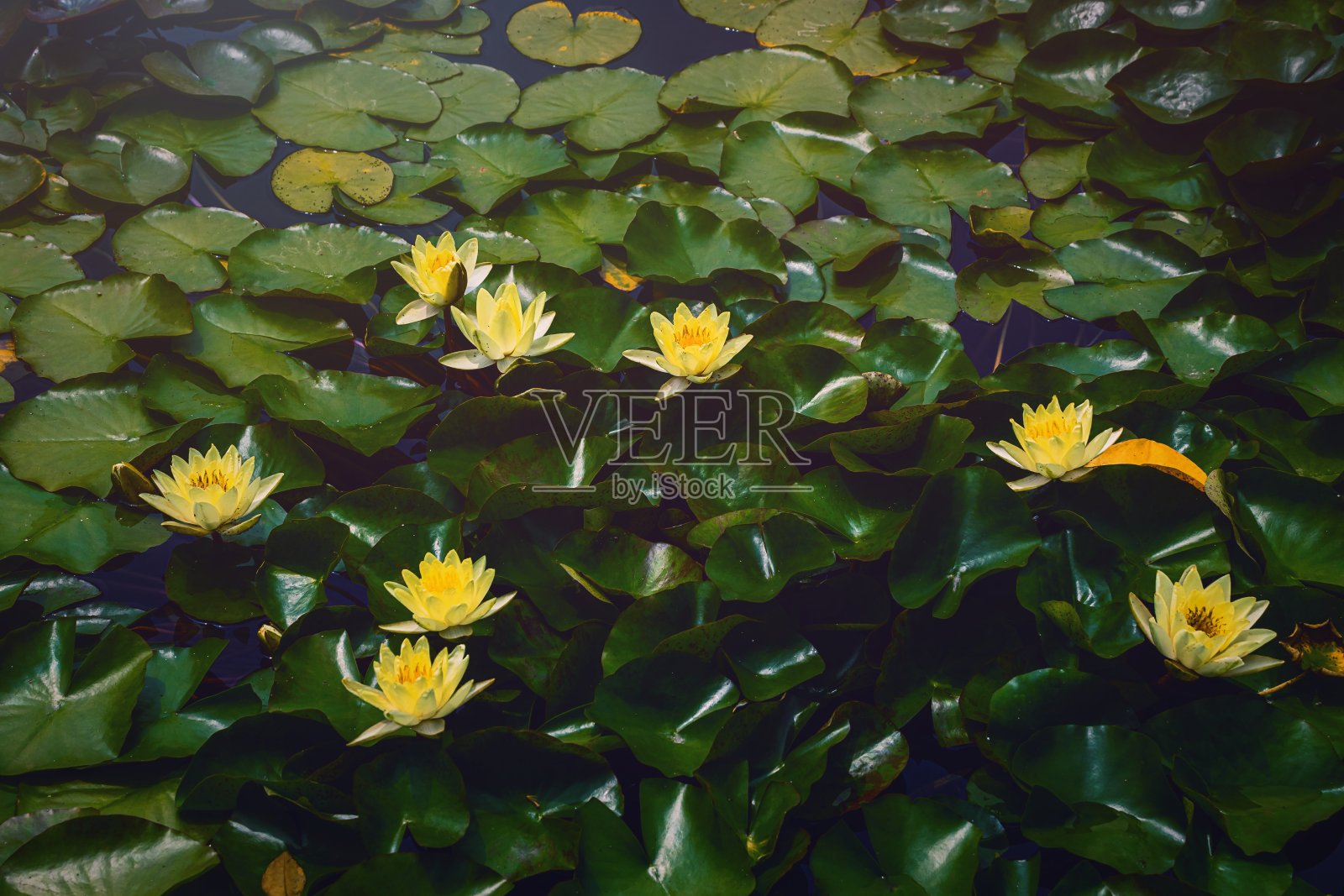 荷花在池塘里绽放的美丽照片照片摄影图片