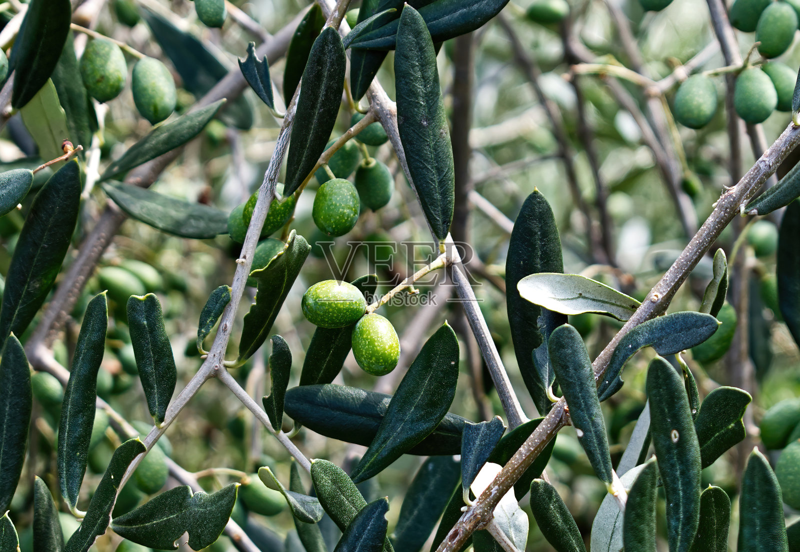 绿橄榄挂在圣吉米尼亚诺的植物上。意大利托斯卡纳照片摄影图片
