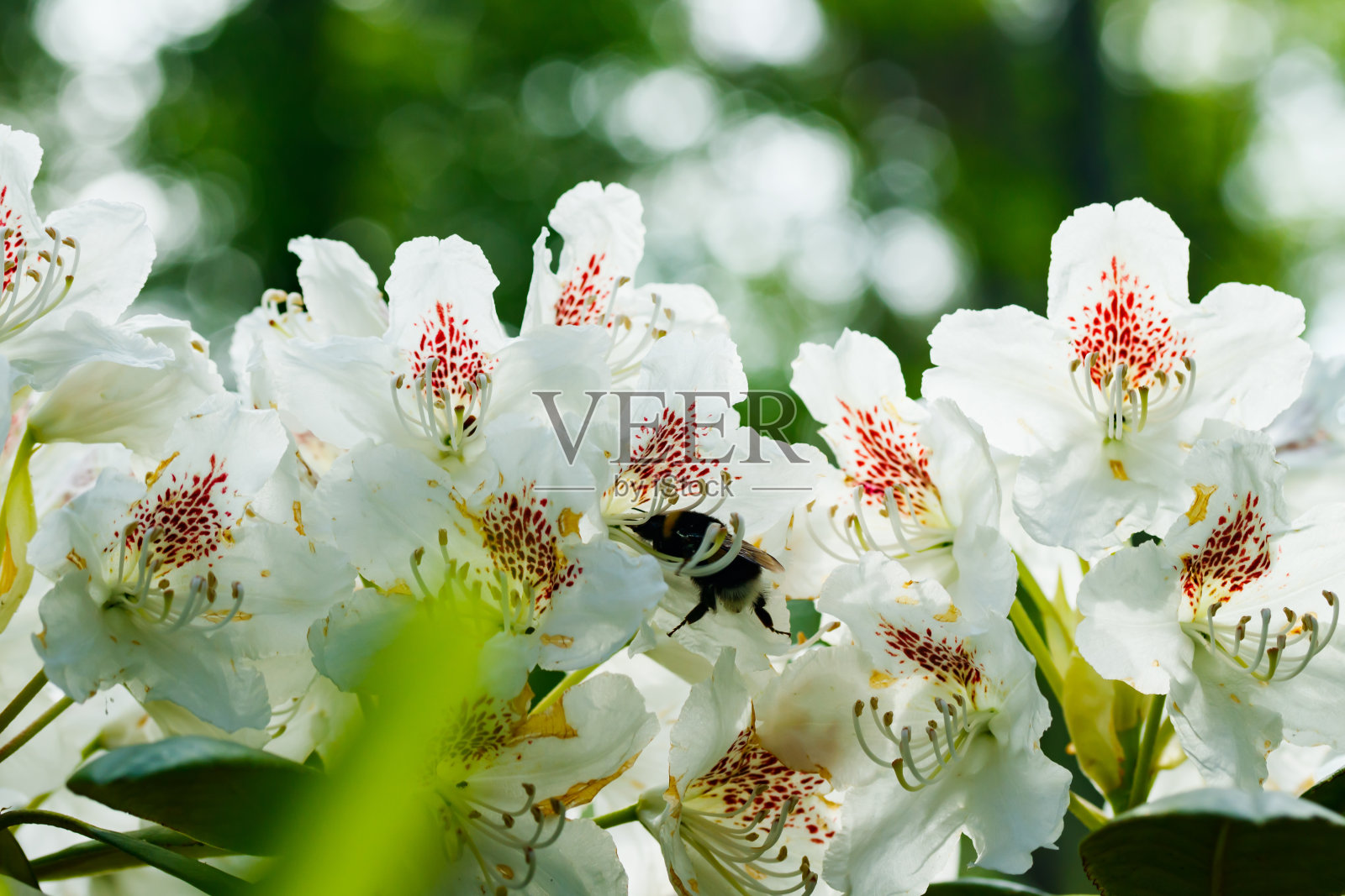 芬兰公园里的白色杜鹃花照片摄影图片