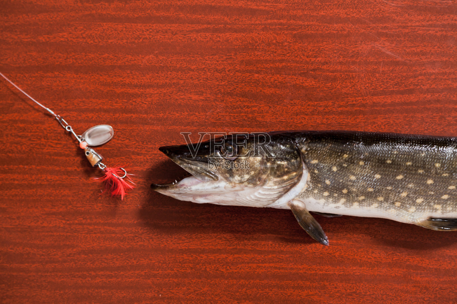 梭子鱼和鱼饵躺在棕色的背景上照片摄影图片