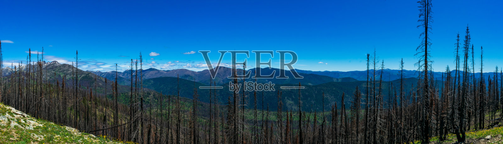 北喀斯喀特烧毁的树木照片摄影图片