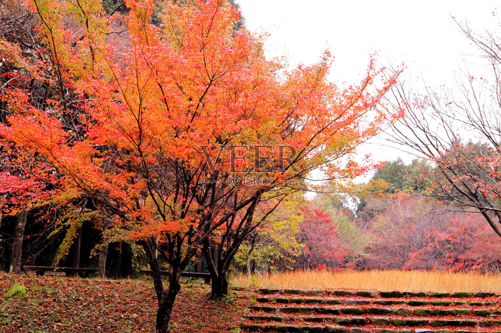 日本秋叶美景照片摄影图片